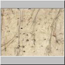 Philanthus triangulum - Bienenwolf 002 OS-Piesberg Nester.jpg